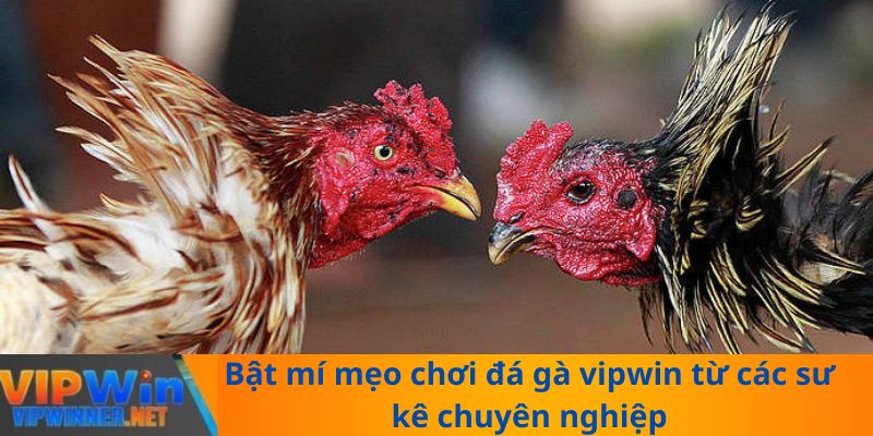 Bật mí mẹo chơi đá gà vipwin từ các sư kê chuyên nghiệp