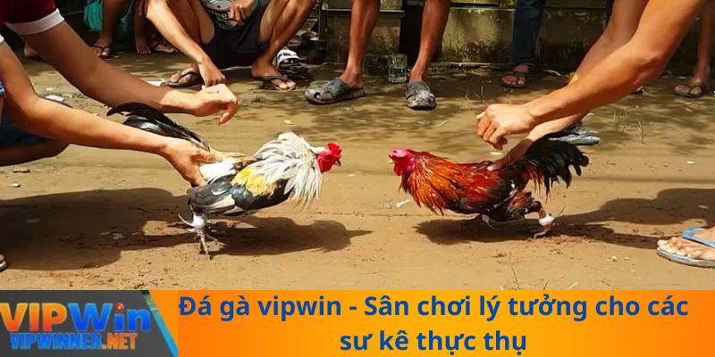 Đá gà vipwin - Sân chơi lý tưởng cho các sư kê thực thụ