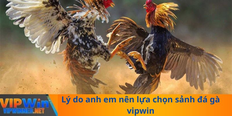 Lý do anh em nên lựa chọn sảnh đá gà vipwin