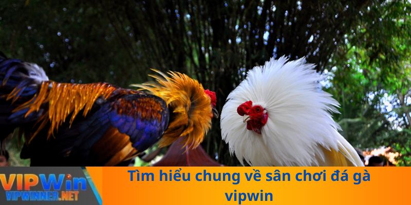 Tìm hiểu chung về sân chơi đá gà vipwin